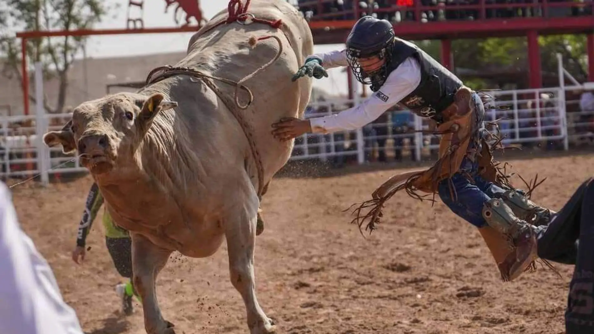 La monta de Toro es una de la suertes más peligrosas del rodeo